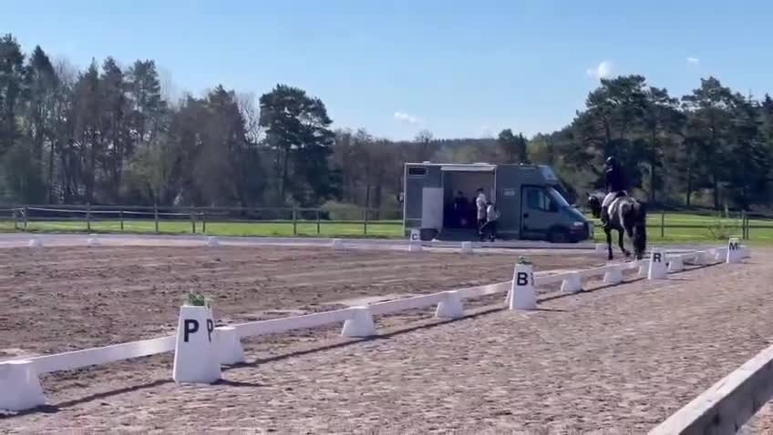 Dressyr hästar till salu: Dressyrhäst söker hem omgående! - Video 1