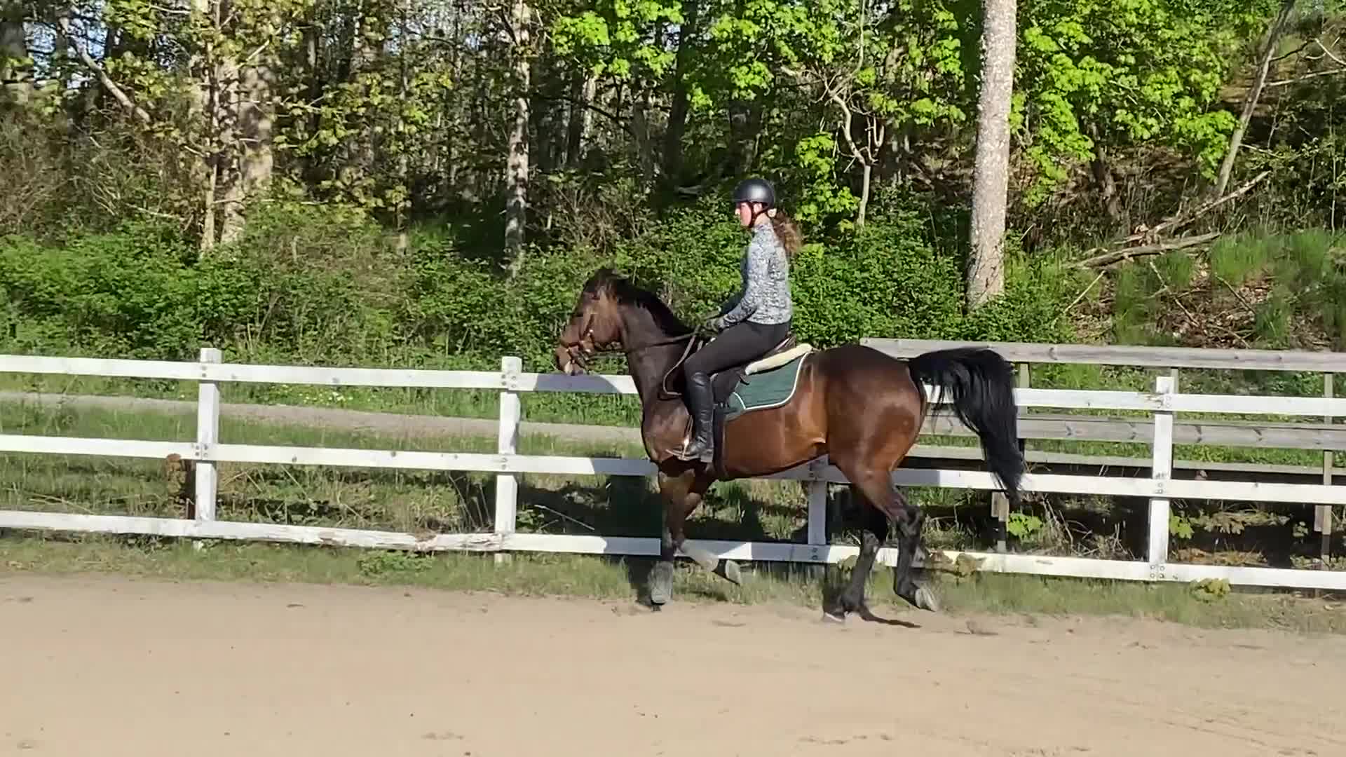 Allround hästar till salu: Trevlig och arbetsvillig valack! i Trollhättan - Video 2