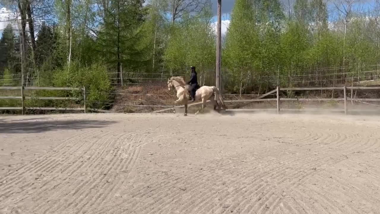 Allround hästar till salu: Ovanlig ras! Töltande med mycket ovanlig färg  - Video 3