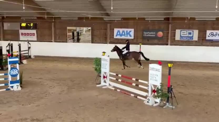 Hoppning hästar till salu: Trevlig 5årig med tilltalande stam!  - Video 1