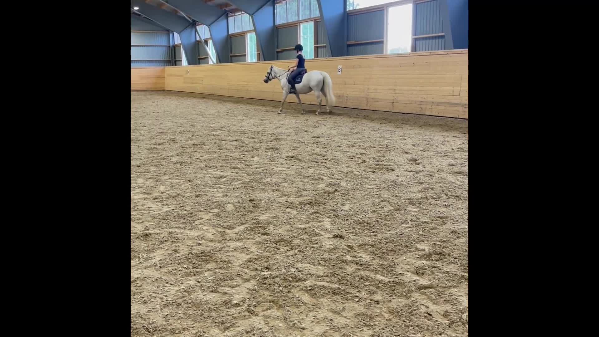 Allround hästar till salu: Snällt och mysigt sto 🌟 - Video 3