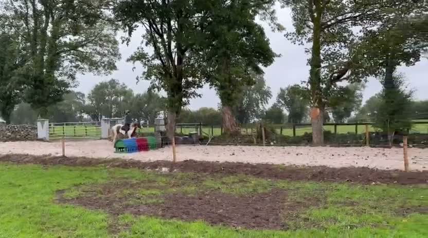 Allround hästar till salu: Riding school/ Alrounder / Ride & Drive  - Video 3