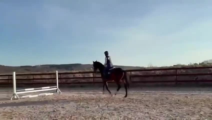 Hoppning hästar till salu: Möjlighet att fynda en fin 3 åring - Video 1