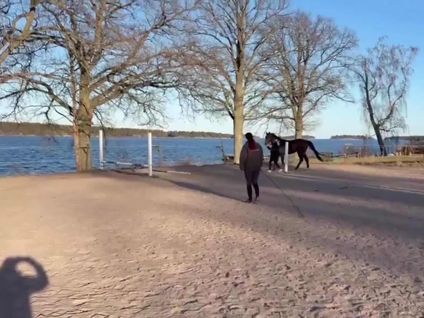 Allround hästar till salu: Lovande 6-åring - Video 2