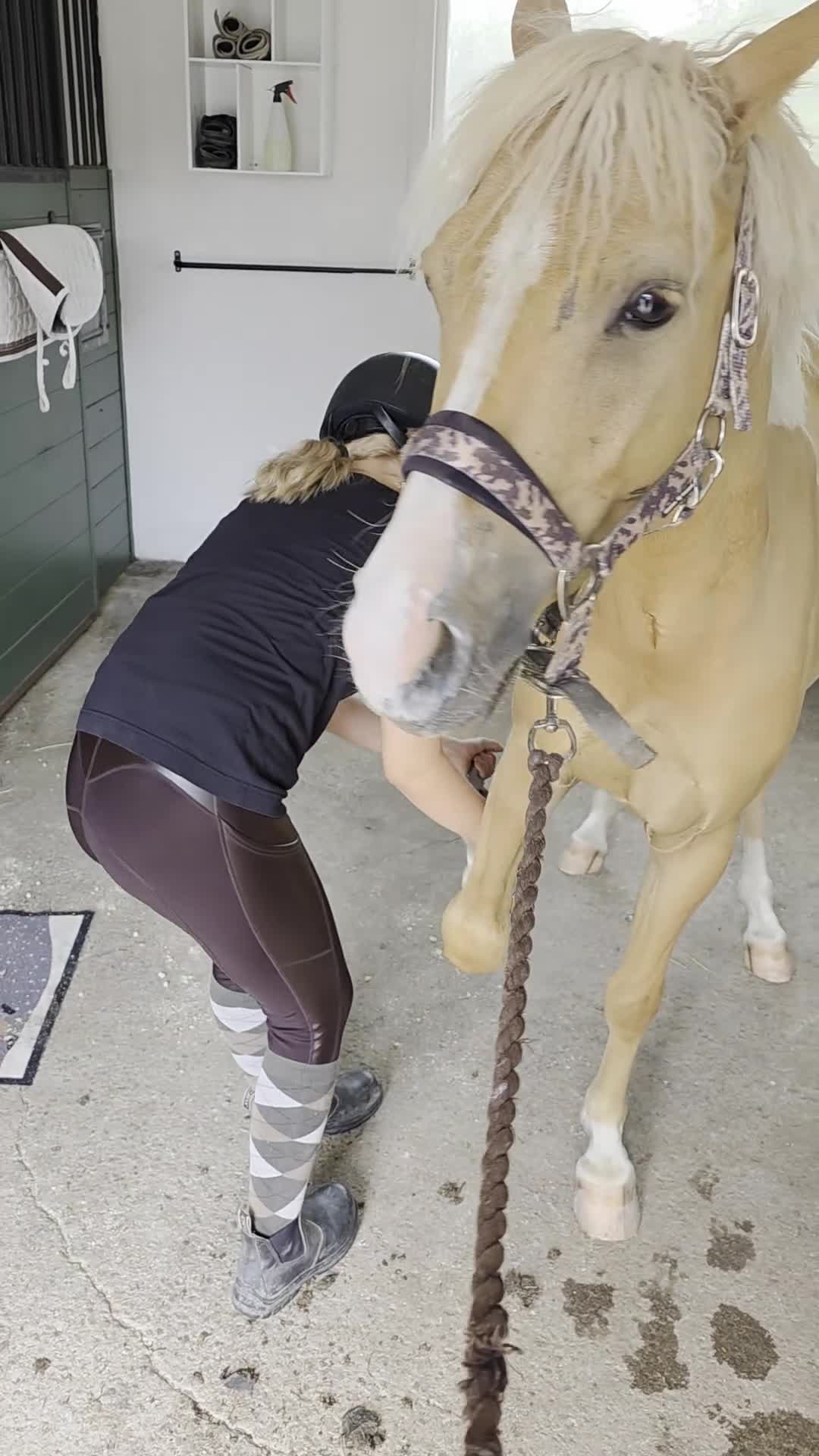 Hoppning hästar till salu: Social och nyfiken ponny - Video 1