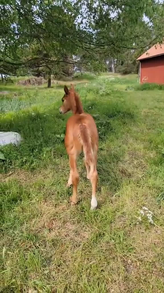 Western hästar till salu: Paint föl med pleasure stam i Uppsala - Video 2