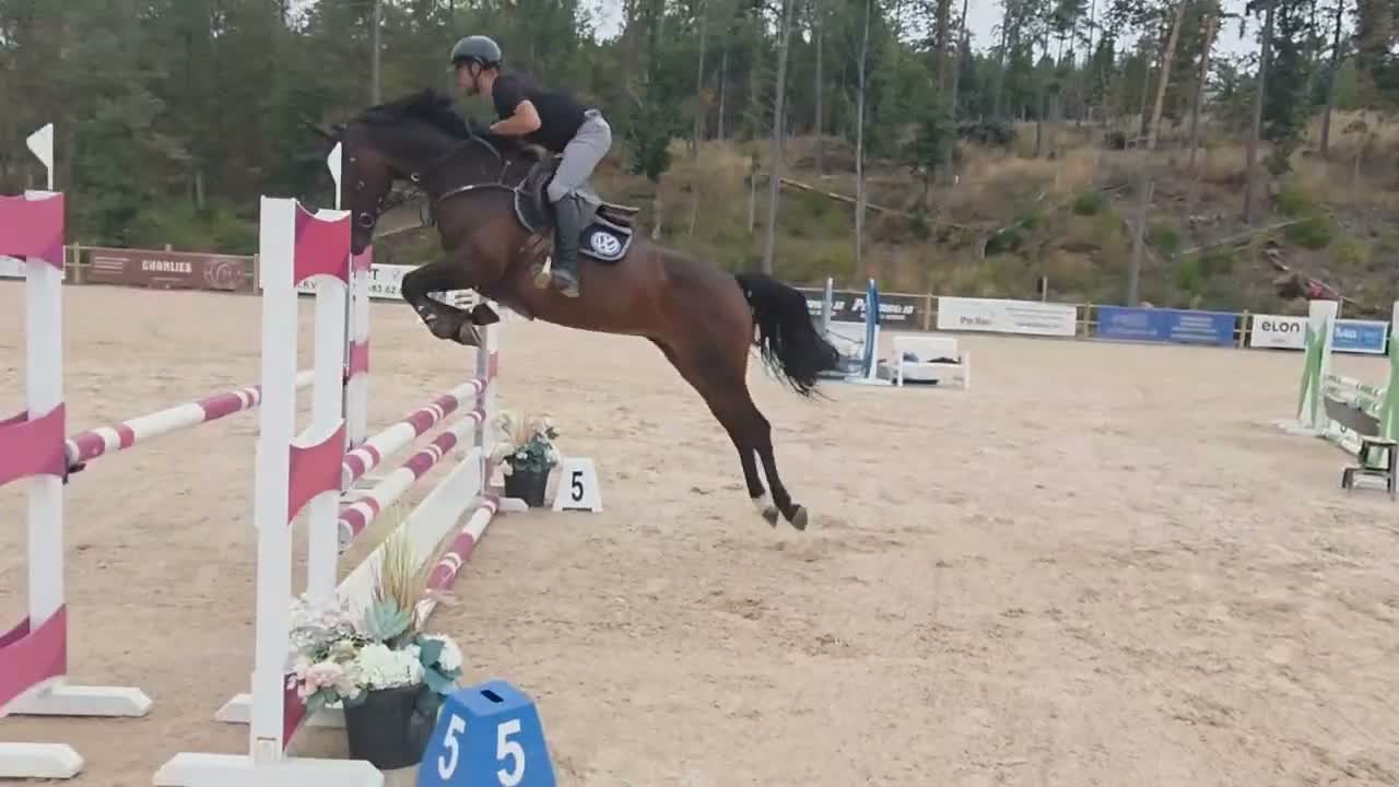 Hoppning hästar till salu: Välhoppande sto  - Video 3