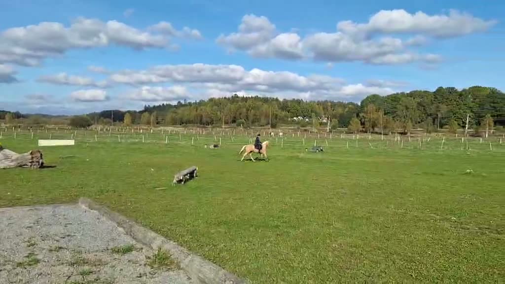 Allround hästar till salu: Talangfullt D-ponnysto med toppstam - Video 3