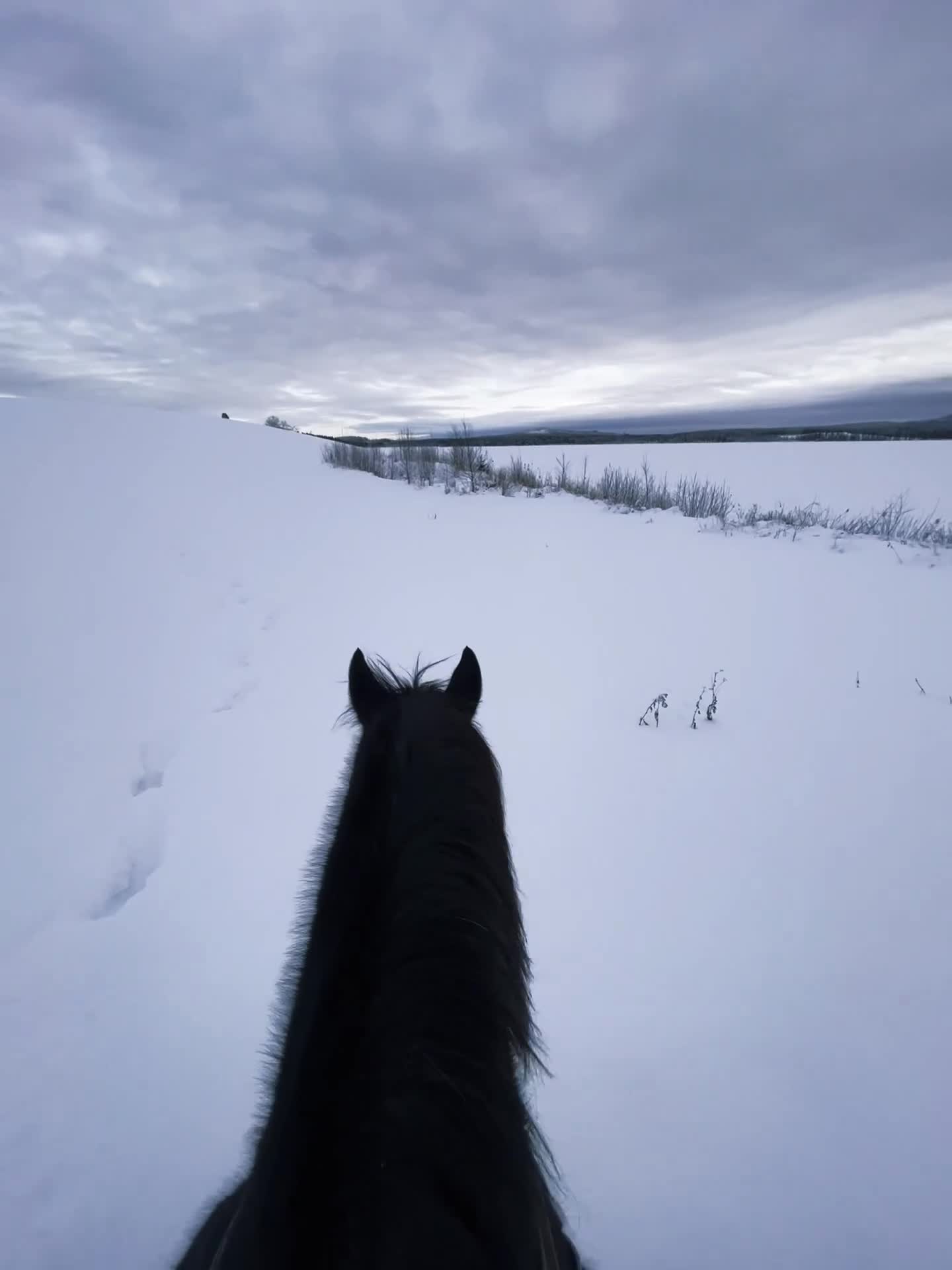 Allround hästar till salu:  Elegant sportigt varmblods travare - Video 1
