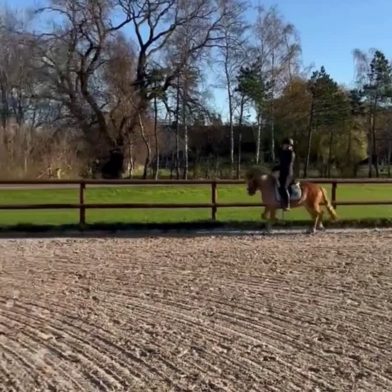 Allround hästar till salu: Vacker och lättlärd ponny till salu - Video 3