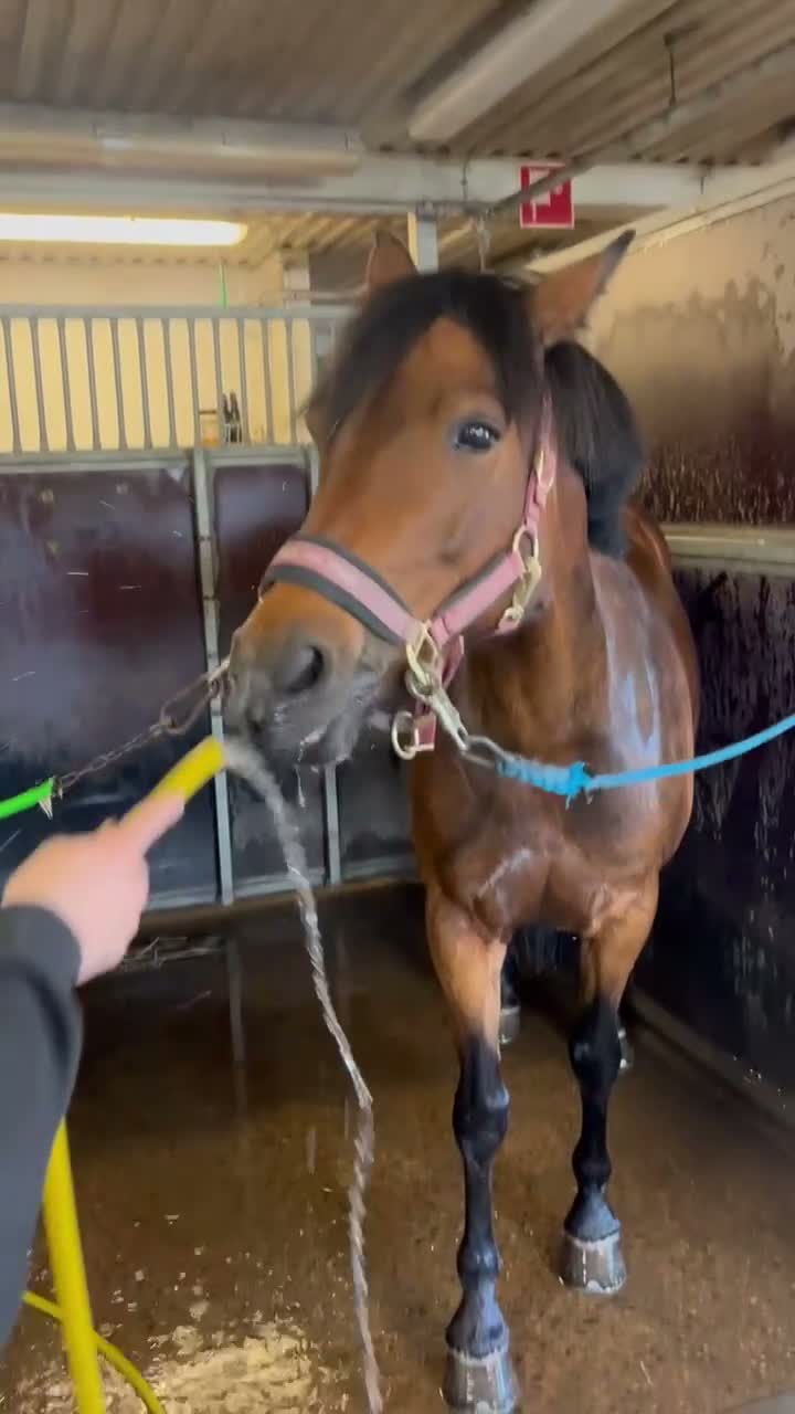 Allround hästar till salu: Underbara Selma D-ponny sto hopp/allround  - Video 3