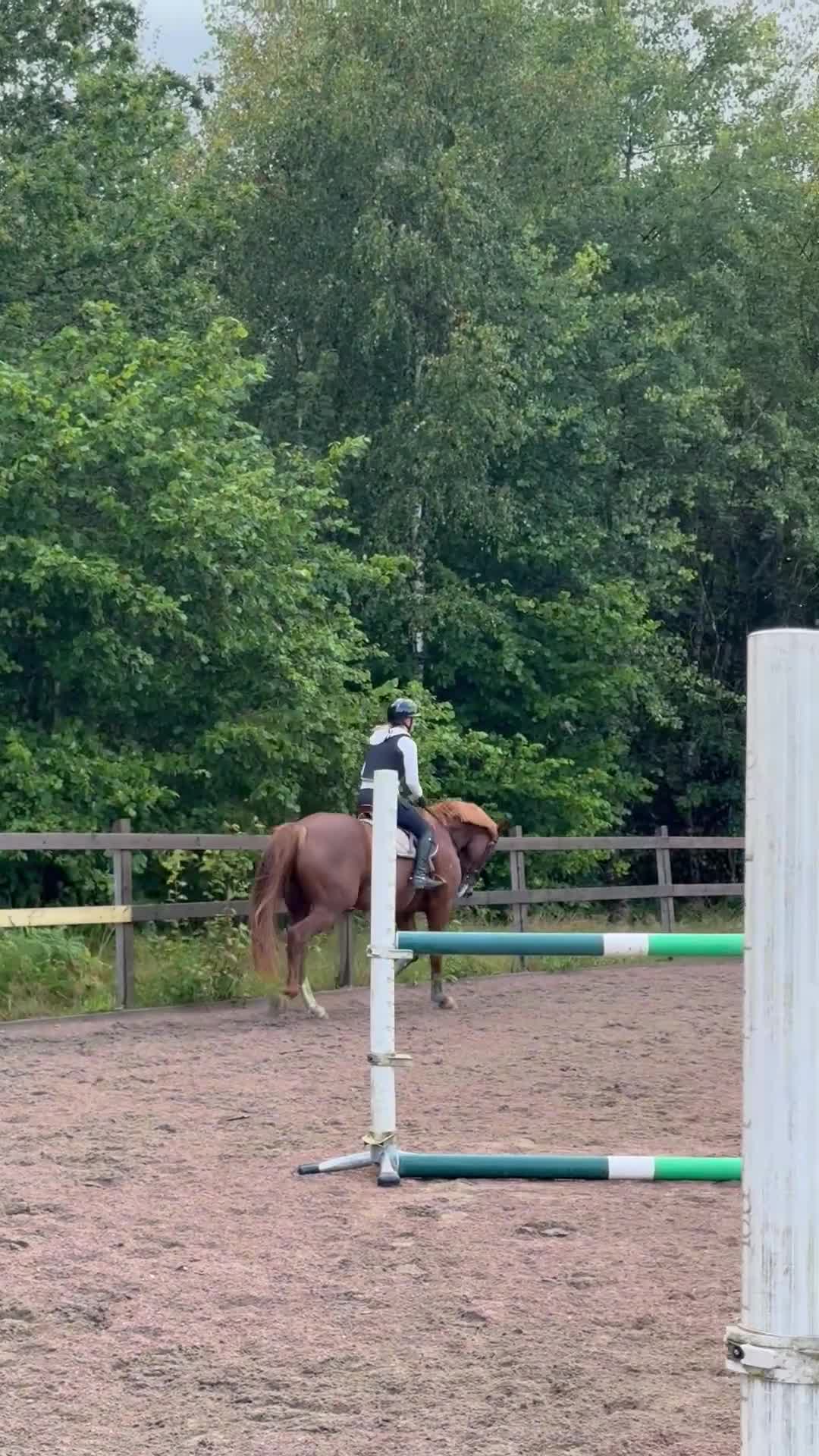 Allround hästar till salu: Fantastisk häst för den som har tiden! - Video 3