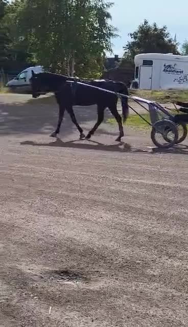 Trav hästar till salu: ⭐️Tillfälle⭐️ i Bengtsfors - Video 2