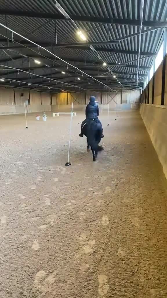 Allround hästar till salu: Vackert svart new forest sto - Video 2