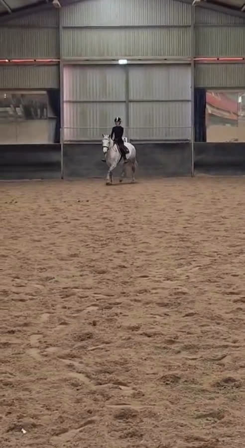 Allround hästar till salu: Vacker skimmel söker nytt hem - Video 2