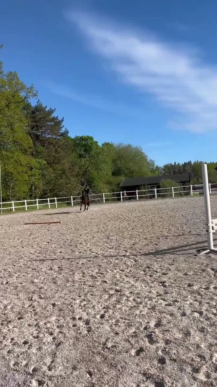 Allround hästar till salu: Underbara Selma D-ponny sto hopp/allround  - Video 2