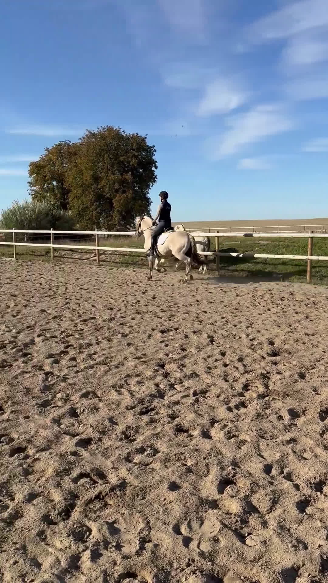 Allround hästar till salu: Unik 3 års hingst (kan bli valack) i Genarp - Video 2