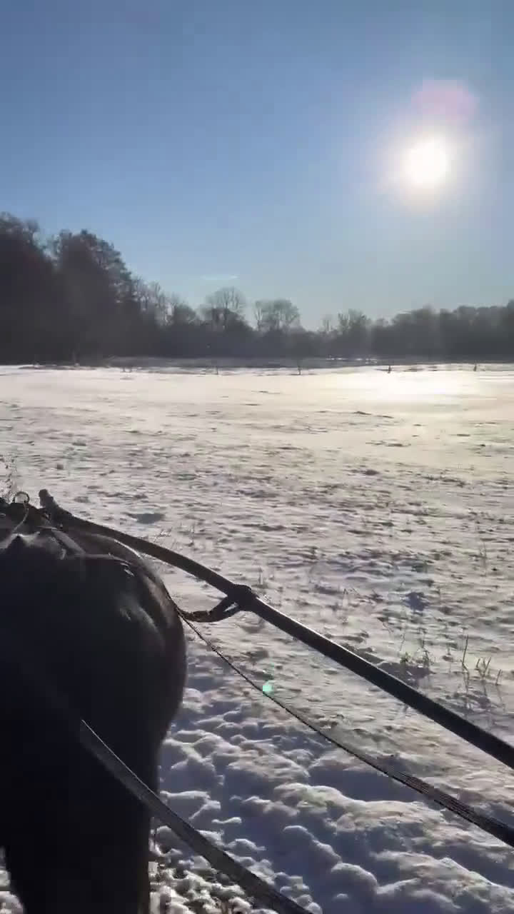 Trav hästar till salu: Blivande stjärna. - Video 1