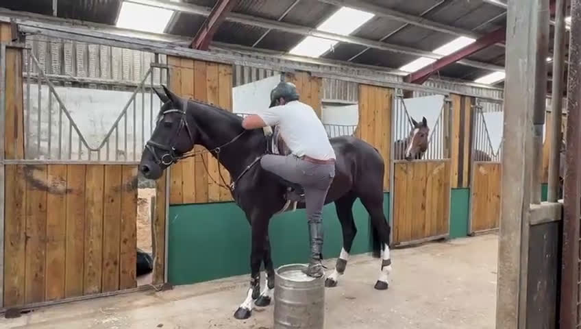 Hoppning hästar till salu: Valack 9 år tävlad 120  - Video 1