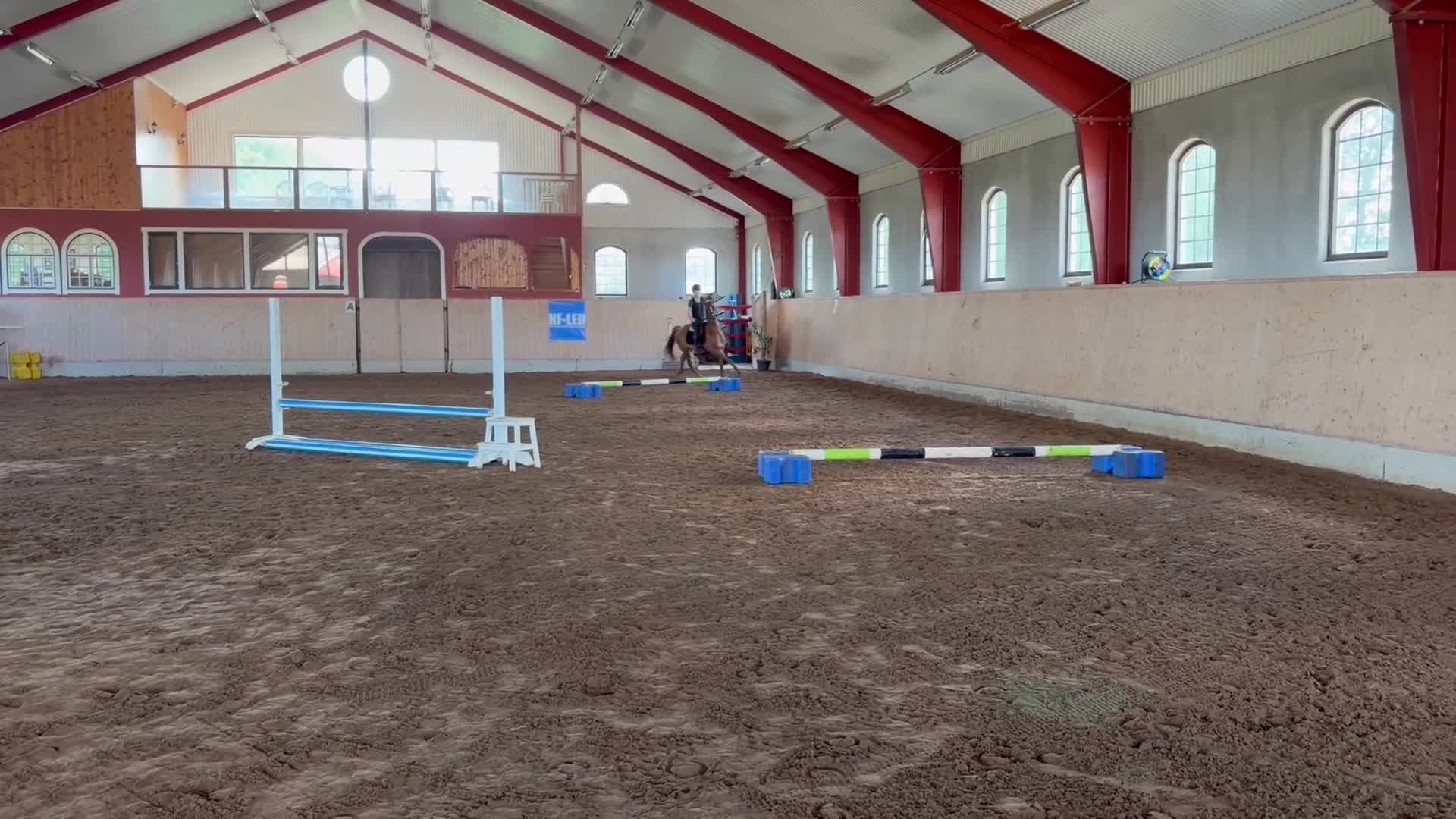 Allround hästar till salu: Lovande hopp ponny  - Video 3