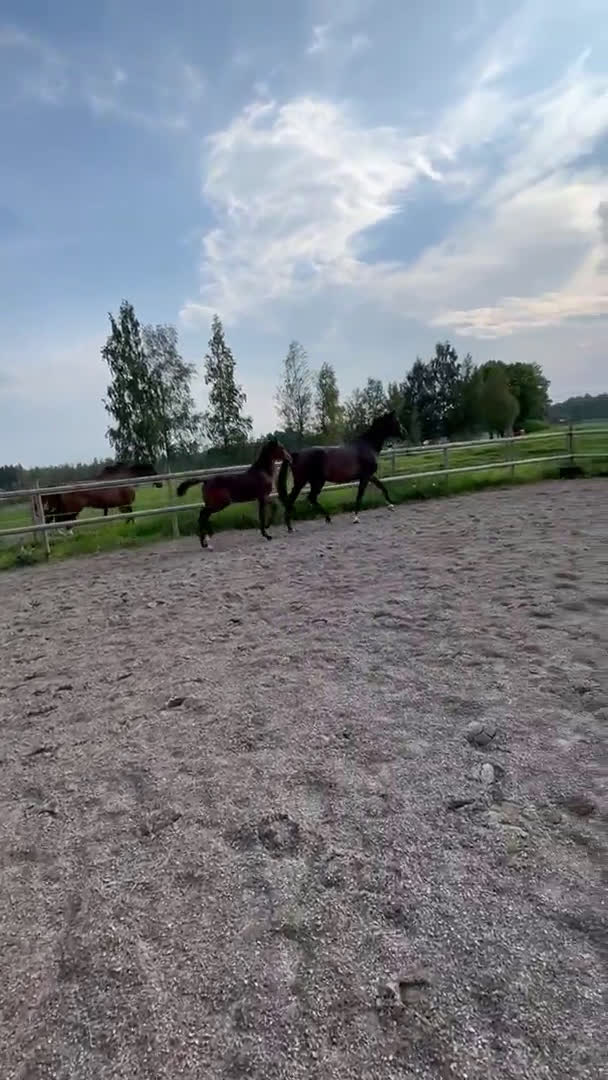 Hoppning hästar till salu: Don't Touch Tiji Hero! i Östra Ämtervik - Video 3