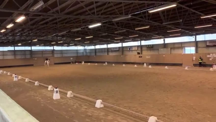 Allround hästar till salu: Iögonfallande bästa vän - Video 2