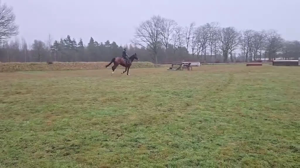 Hoppning hästar till salu: Lovande 5-åring e Cabachon-Cardento - Video 1