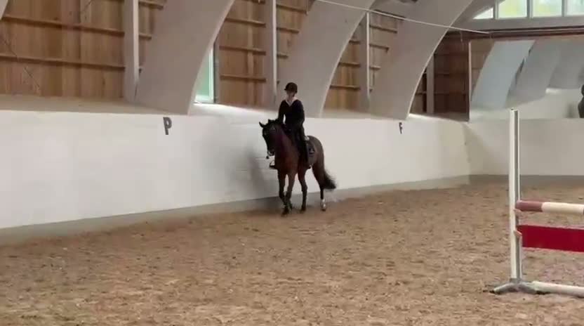 Allround hästar till salu: Perfekt bästa vän/övergångshäst - Video 1