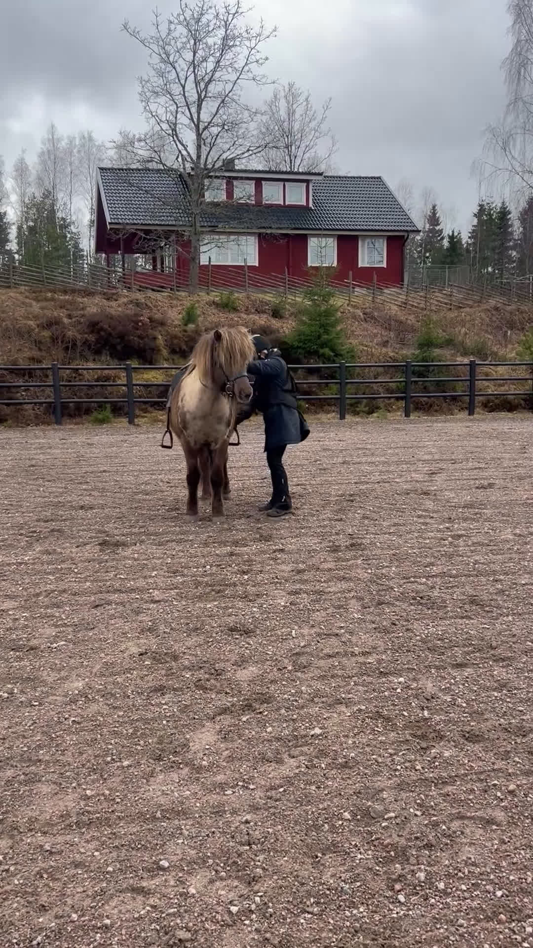 Island hästar till salu: Valack 13 år - Video 1