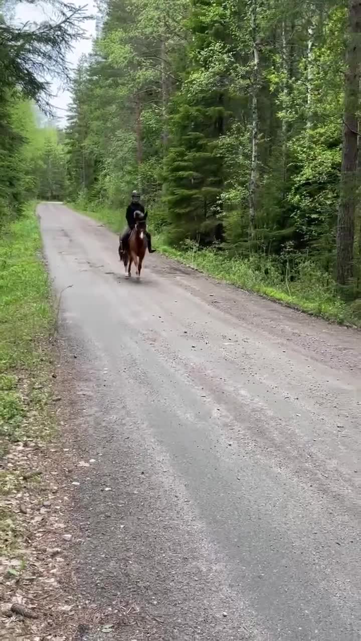 Dressyr hästar till salu: Vacker C-ponny i Granbergsdal - Video 1