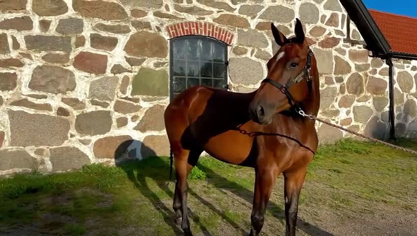 Allround hästar till salu: Väldigt trevligt sto tillsalu i Enköping - Video 2