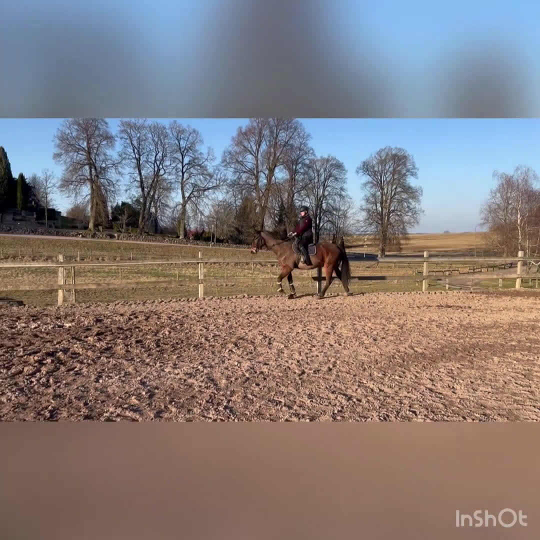 Hoppning hästar till salu: Framtida tävlingskompis! i Stehag - Video 1