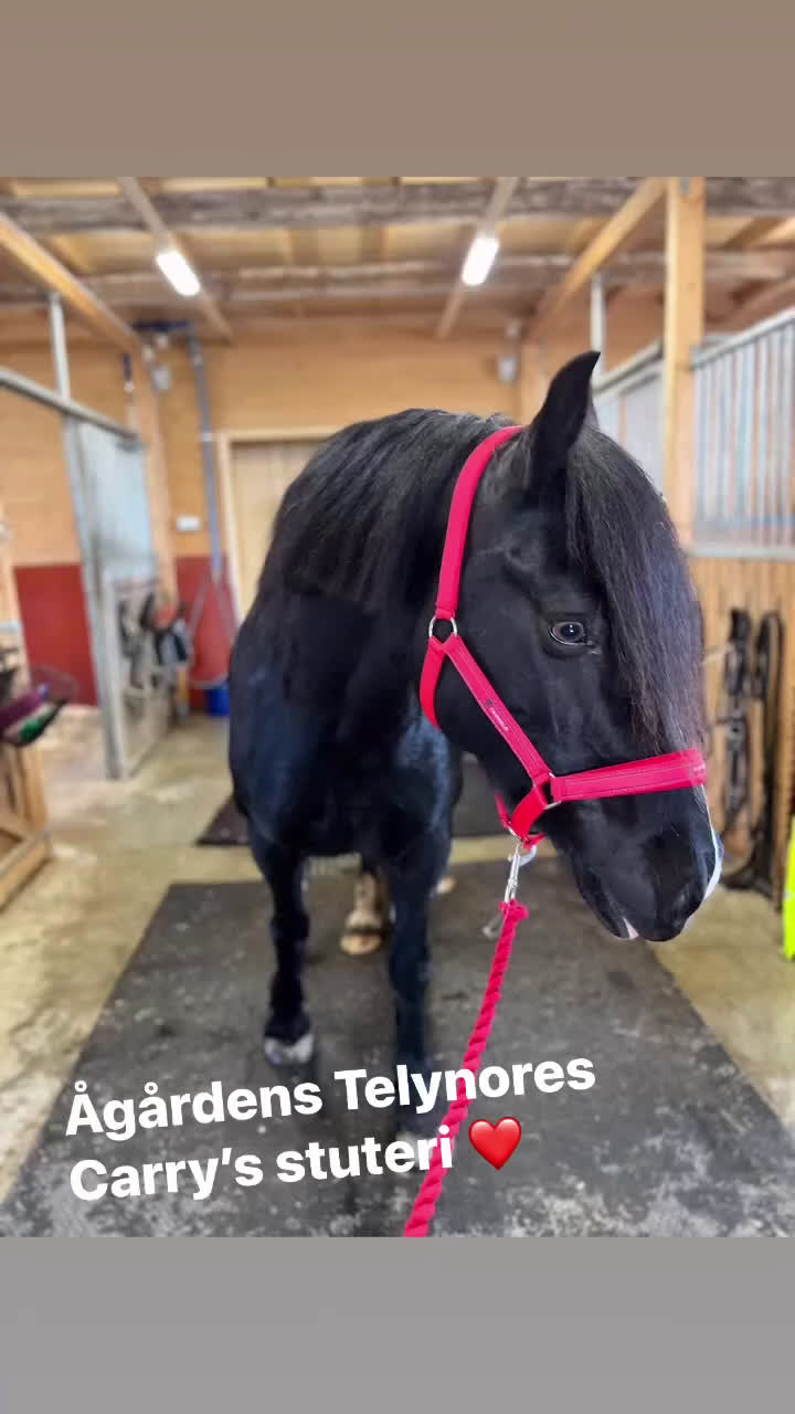 Allround hästar till salu: Sto med framtiden för sig  i Burträsk - Video 1