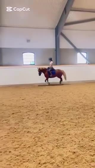 Allround hästar till salu: Sportig C-Ponny - Video 2