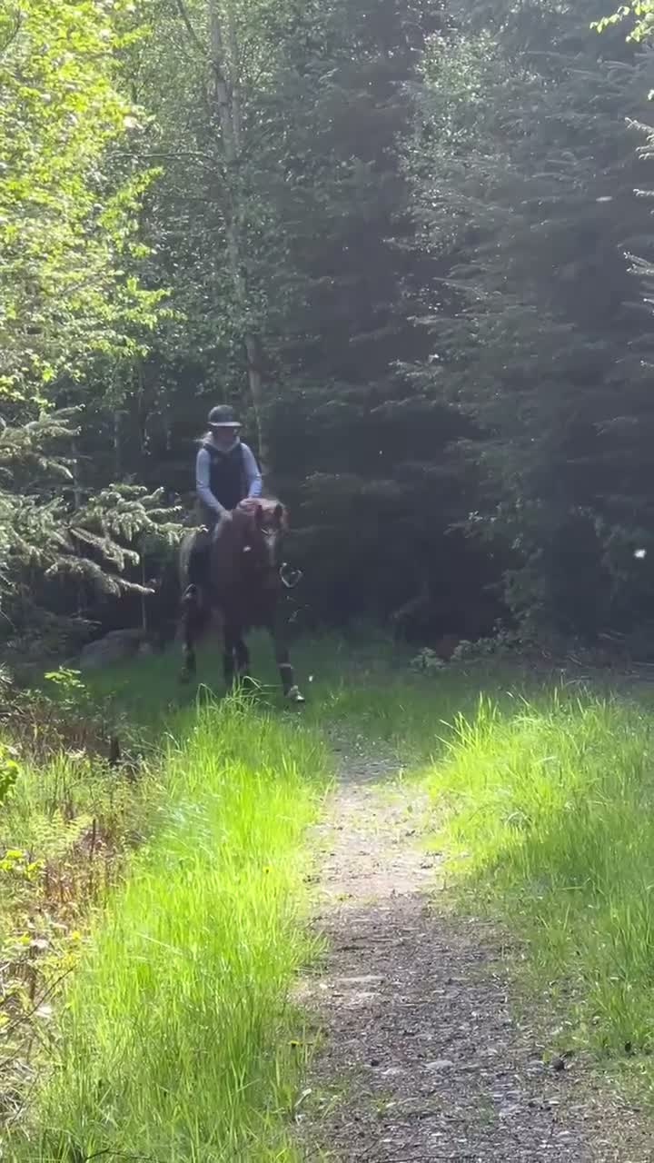 Dressyr hästar till salu: Lyxig hobbyhäst  - Video 2