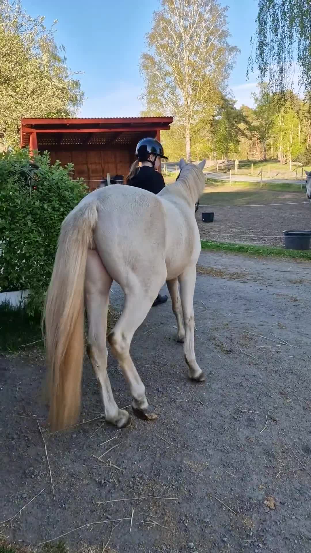 Allround hästar till salu: Ungponny med potential  - Video 3