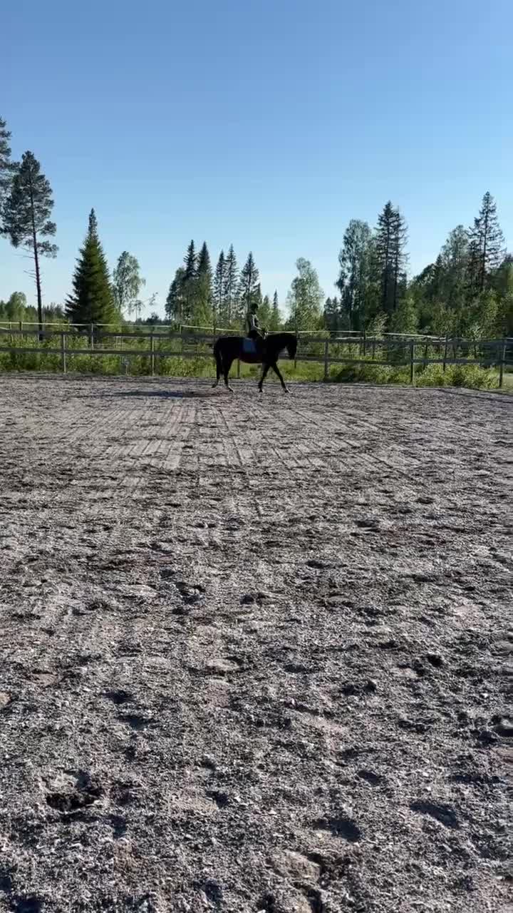 Allround hästar till salu: Trevlig fullblodsvalack, inkörd - Video 1