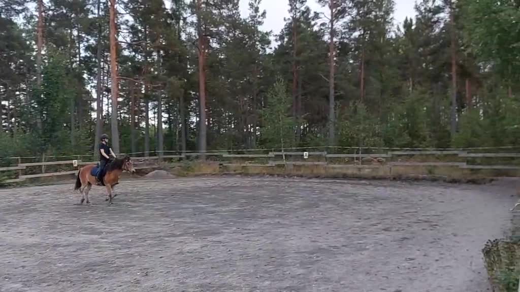 Allround hästar till salu: Gotlandsruss - Video 2