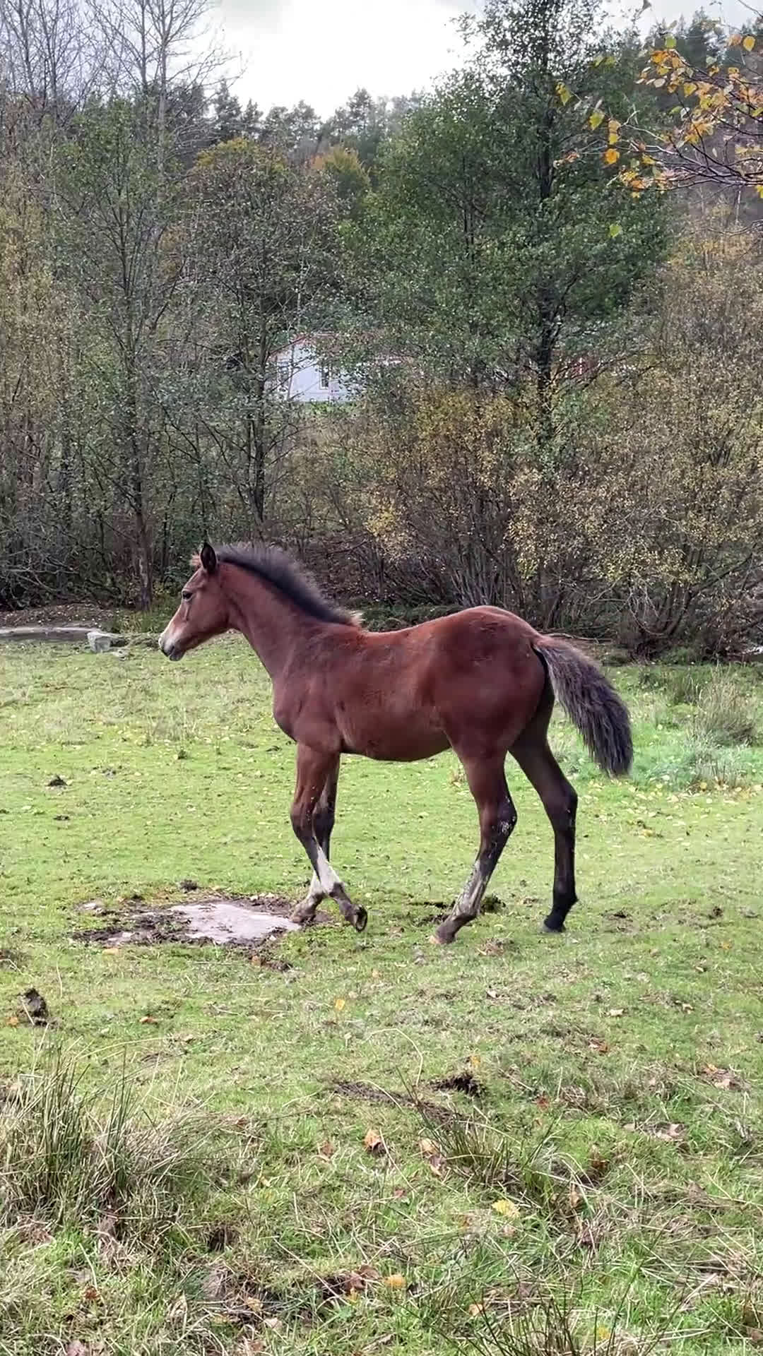 Dressyr hästar till salu: Vackert ungsto för dressyr i Partille - Video 2
