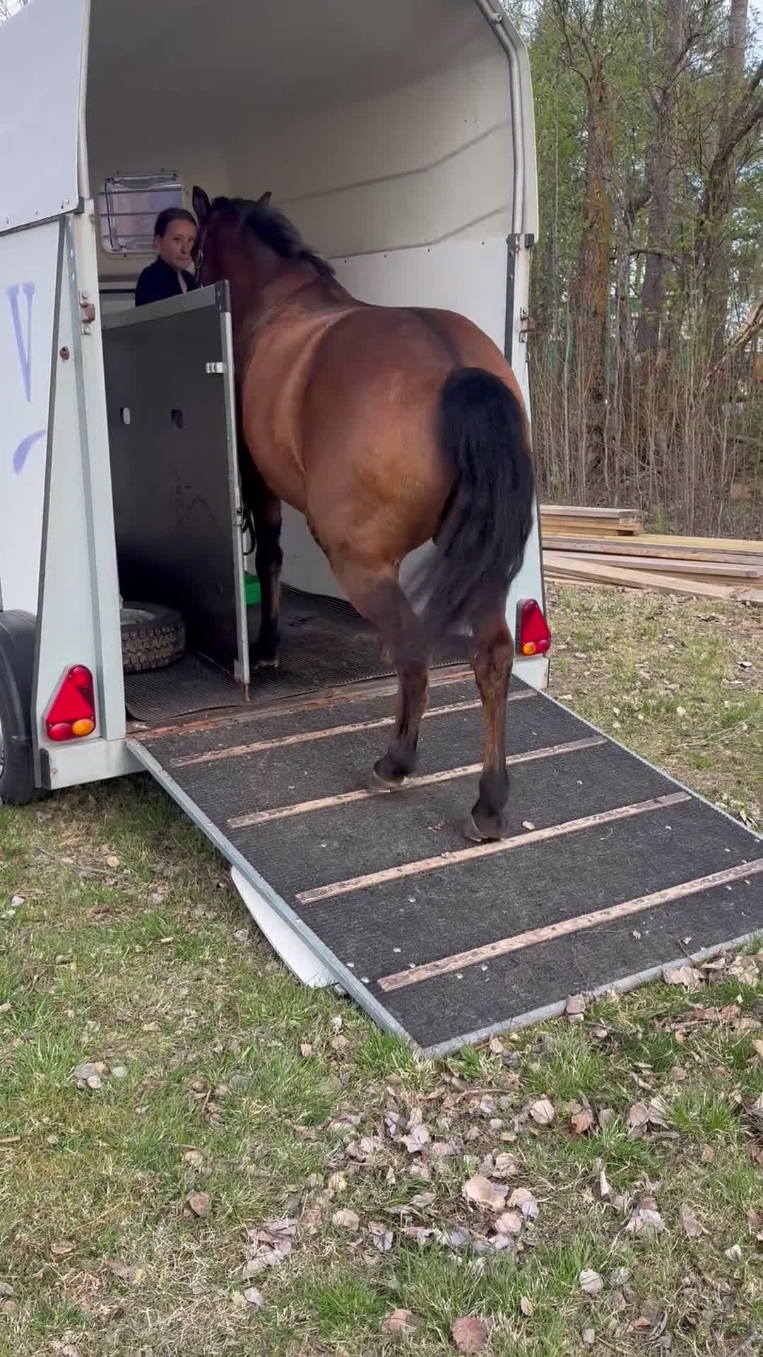 Allround hästar till salu: Världens bästa ponny  - Video 4