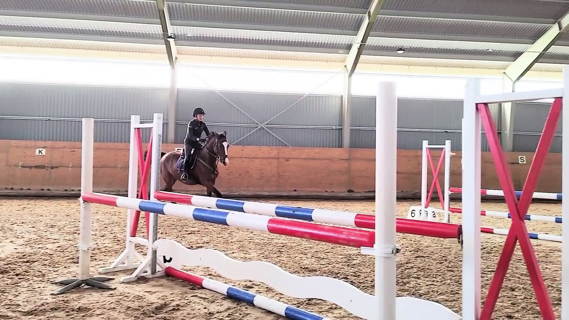 Hoppning hästar till salu: 5-årigt sto med enorm personlighet och potential  - Video 2