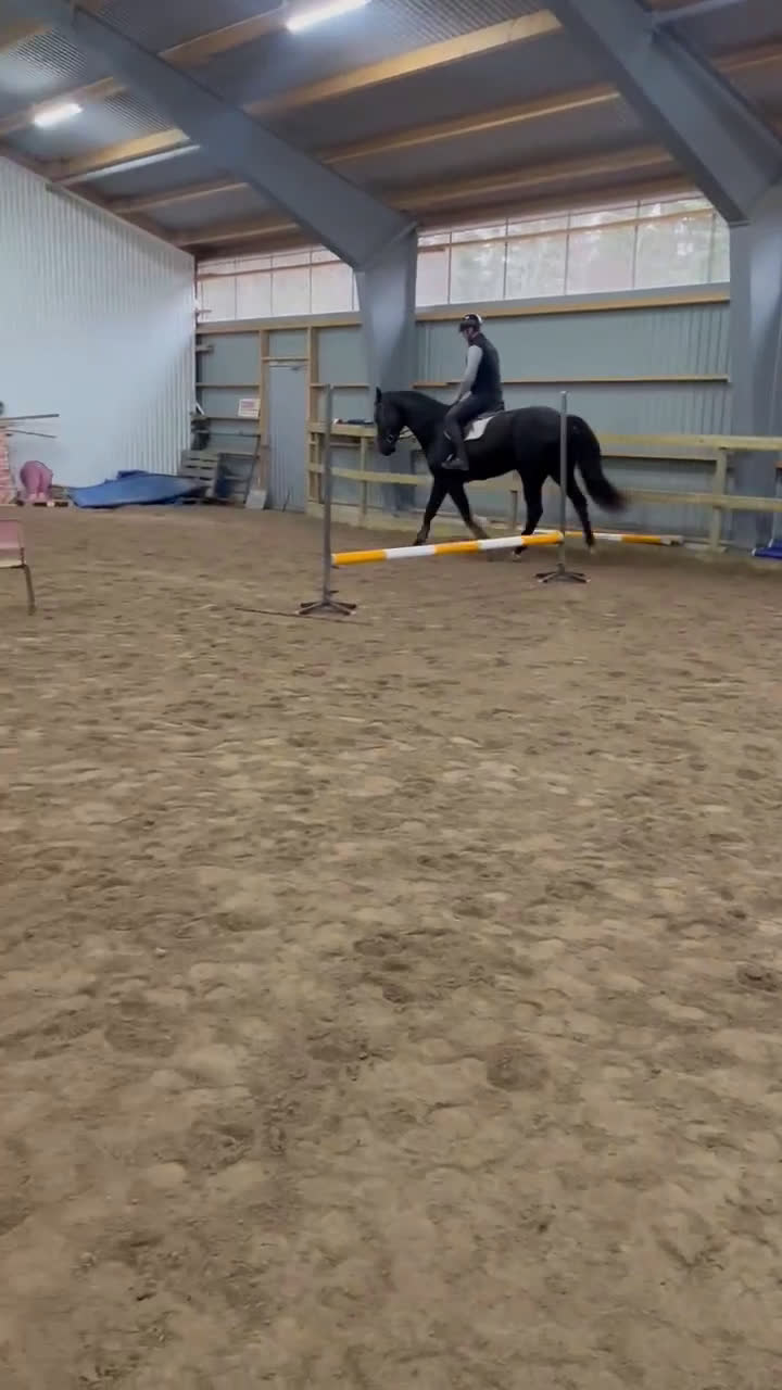 Hoppning hästar till salu: Välstammad & lovande 3-åring i Mönsterås - Video 2