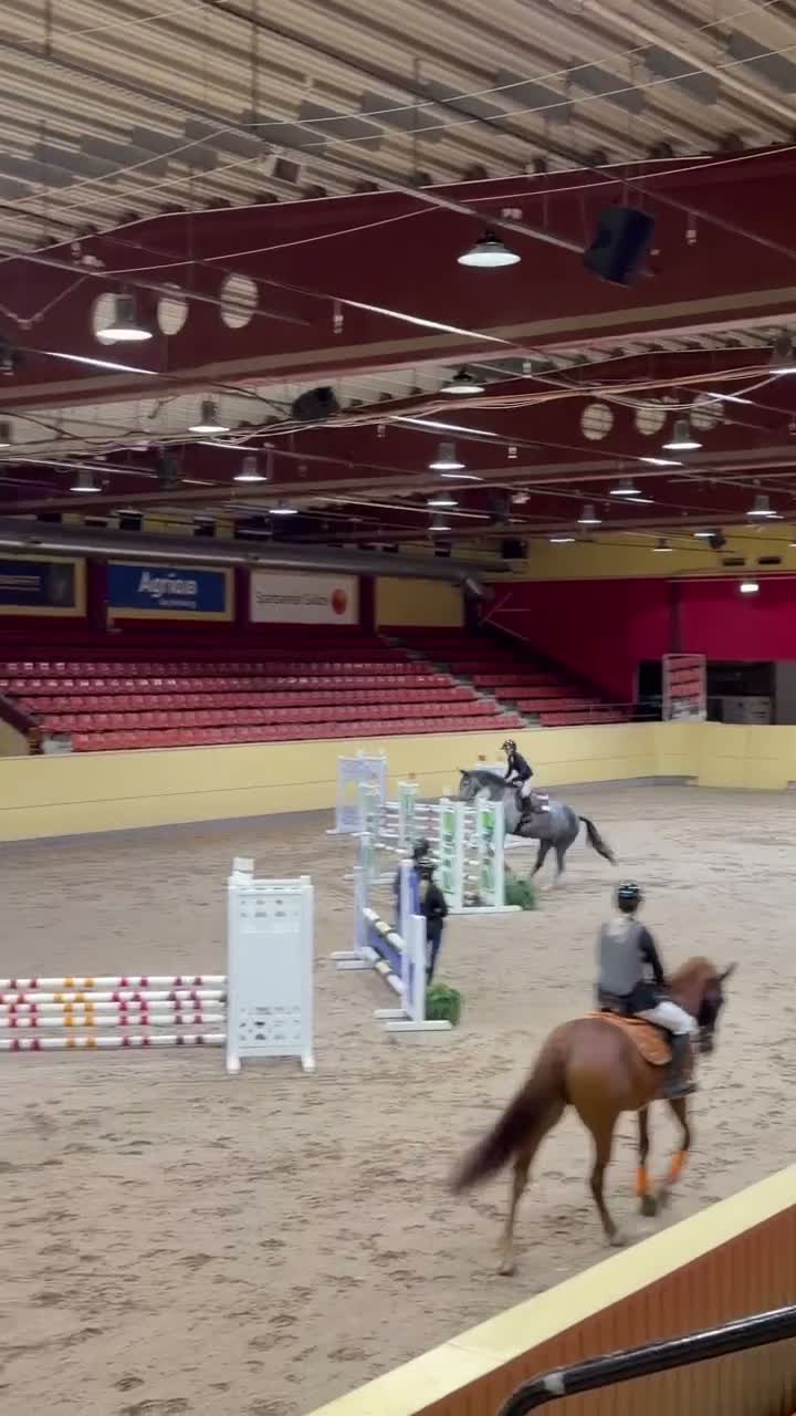 Hoppning hästar till salu: Trygg och välutbildad unghäst - Video 2