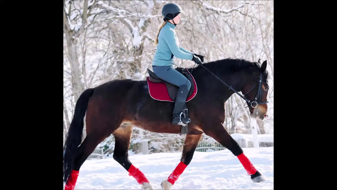 Allround hästar till salu: Your Next Adventure Awaits - perfect for everybody i Örsundsbro - Video 1