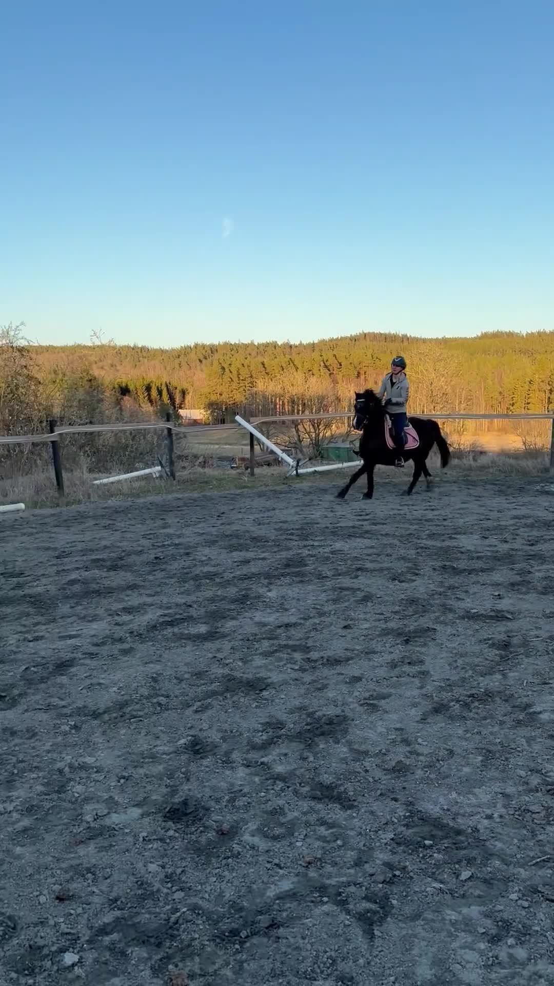 Allround hästar till salu: Fin B-ponny för rutinerad ryttare - Video 1