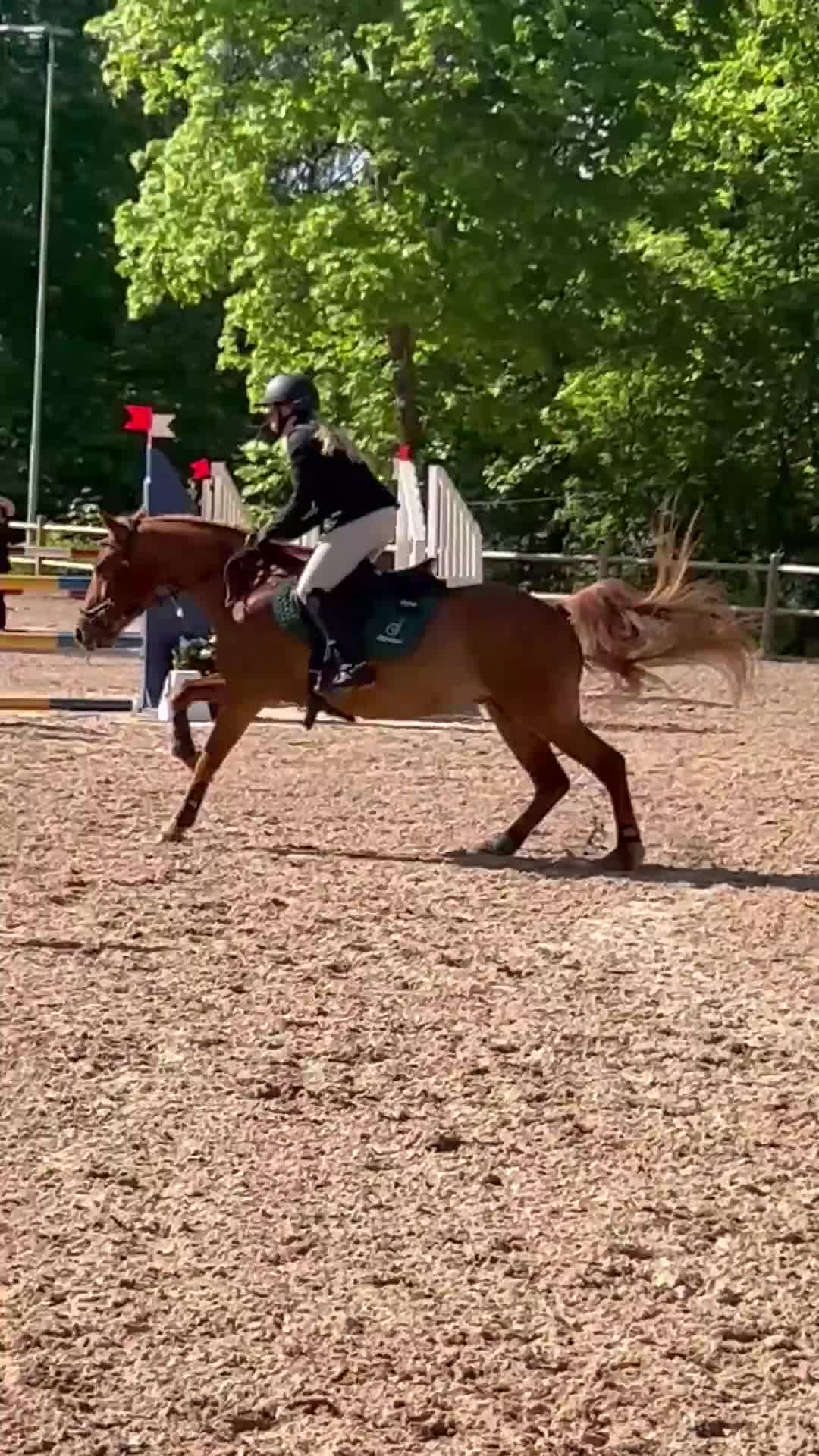 Hoppning hästar till salu: Fantastisk D-ponny söker ny bästavän 🌟 - Video 4