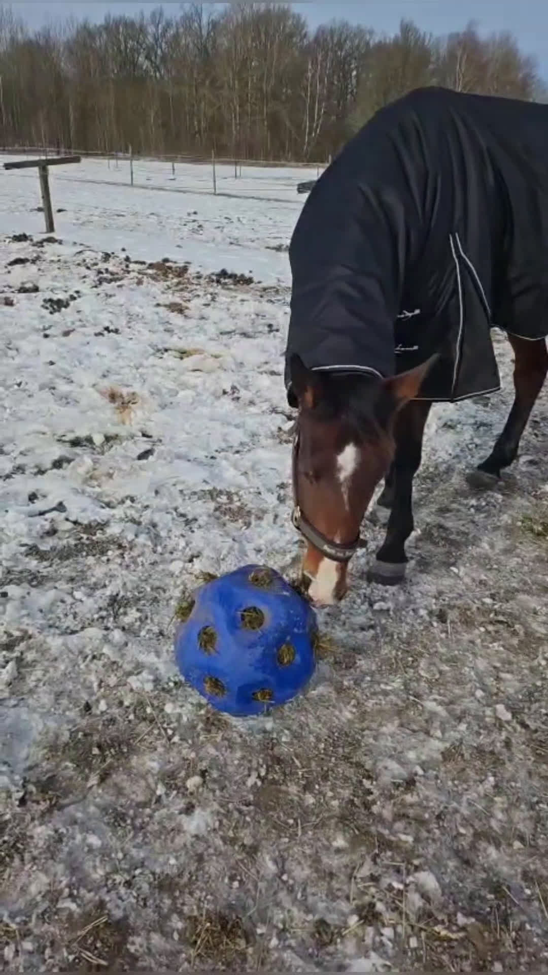 Allround hästar till salu: Super trevligt sto - Video 2