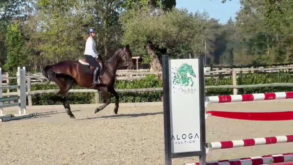Hoppning hästar till salu: Lovande 5 åring - Video 1