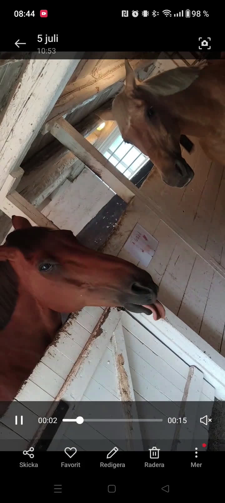 Allround hästar till salu: Underbar valack söker föralltid hem i Eneryda - Video 2