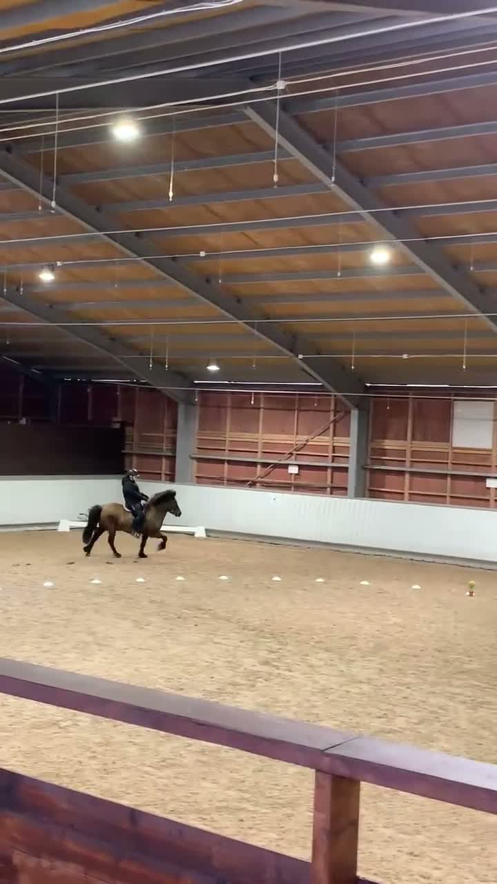 Island hästar till salu: 🌸 Alin – charmigt islandsto söker sitt nya hem i Lammhult - Video 2